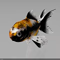 Goldfish With Orange White And Black Spots Large Prominent Eyes Transparent Fins Dark Background Reflection