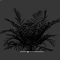 Fern Plant With Green And Bronze Fronds Against Black Background