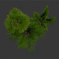 Green Palm Plants In Terracotta Pots On Dark Indoor Background