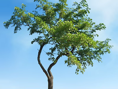 Tall Lush Arbor With Dense Green Foliage And Curved Trunk Against Clear Blue Sky 3d model
