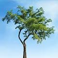 Tall Lush Arbor With Dense Green Foliage And Curved Trunk Against Clear Blue Sky