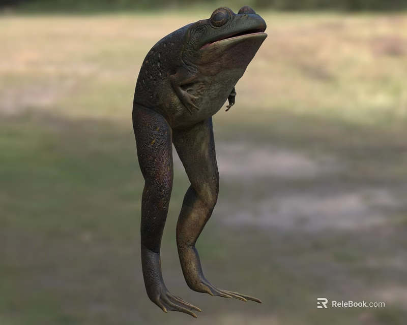 3D Model Of Aquatic Animal Frog Showing Realistic Body Structure And Long Legs 3d model 