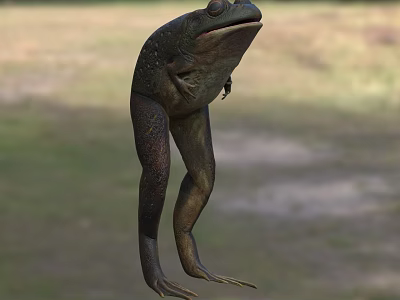 3D Model Of Aquatic Animal Frog Showing Realistic Body Structure And Long Legs 3d model