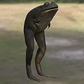 3D Model Of Aquatic Animal Frog Showing Realistic Body Structure And Long Legs