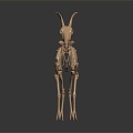 Skeleton Goat Skeleton Goat Skeleton Sheep Skeleton 3d model