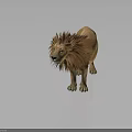 Fluffy Mane Lion Standing On Gray Background With Reflection Effect