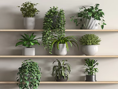 Bonsai Potted Plants Arranged On Wooden Shelves With Various Green Foliage Types 3d model
