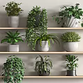 Bonsai Potted Plants Arranged On Wooden Shelves With Various Green Foliage Types
