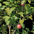 Trees With Red Fruits And Green Foliage Next To Human Silhouettes For Size Reference
