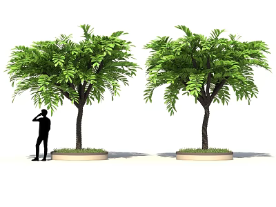 Two Lush Shrubs with Green Foliage Trunk and Potted Base Being Observed by a Person 3d model