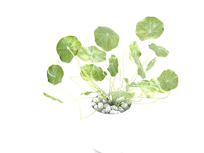 Fresh Decorative Bonsai Potted Plant With Large Green Leaves And White Pebbles 3d model