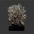 Aquatic Animal Branching Coral Detailed Structure with Natural Texture on Black Base