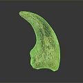 Prehistoric Creature Fossil Specimen With Textured Surface And Curved Shape