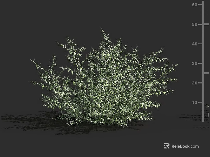 Lush Green Shrub With Dense Foliage And Natural Growth Pattern 3d model
