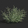 Lush Green Shrub With Dense Foliage And Natural Growth Pattern 3d model