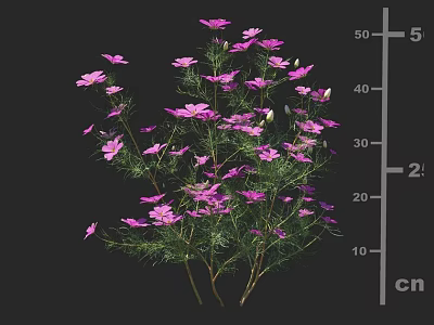 Tall Bunch of Purple Flowers With Green Leaves and Stems on Dark Background 3d model