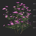Tall Bunch of Purple Flowers With Green Leaves and Stems on Dark Background