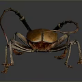 Yellow Longhorn Beetle With Long Antennae On Dark Background Macro Shot