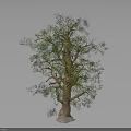 Tall Lush Tree with Thick Brown Trunk and Green Foliage in