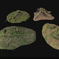 Natural Forest Floor Scenes With Moss Covered Tree Stumps And Twigs