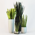 Green Long Leaf Potted Plants In White Ribbed And Black Planters