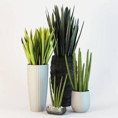Green Long Leaf Potted Plants In White Ribbed And Black Planters 3d model