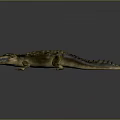 Detailed Crocodile Reptile With Scaly Skin Open Mouth And Long Tail