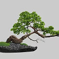 Natural Bonsai Decorative Ornament Set With Curved Trunk Green Leaves And Moss Covered Stones