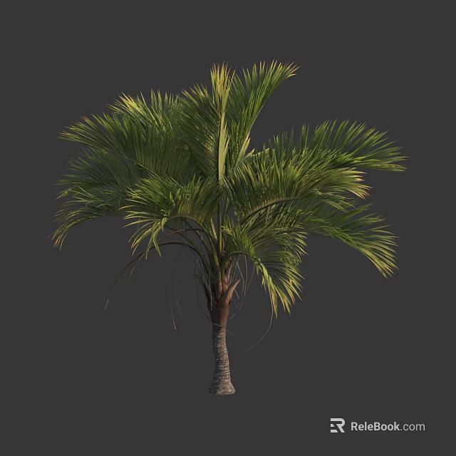 Healthy Tropical Palm Tree With Lush Green Fronds And Slender Trunk 3d model 