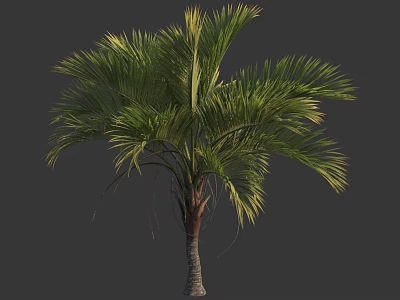 Healthy Tropical Palm Tree With Lush Green Fronds And Slender Trunk 3d model