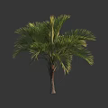 Healthy Tropical Palm Tree With Lush Green Fronds And Slender Trunk