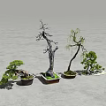 Various Bonsai Plants With Twisted Weeping And Pine Styles In Ceramic Pots 3d model