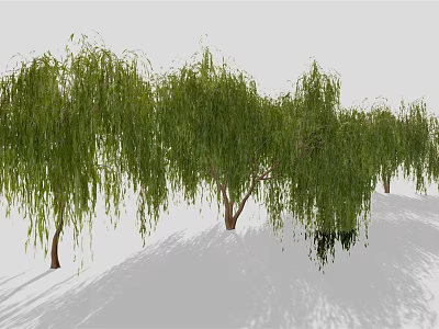 Weeping Willow Trees with Green Hanging Branches and Brown Trunks on Light Ground with Shadows 3d model