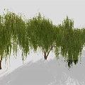 Weeping Willow Trees with Green Hanging Branches and Brown Trunks on Light Ground with Shadows