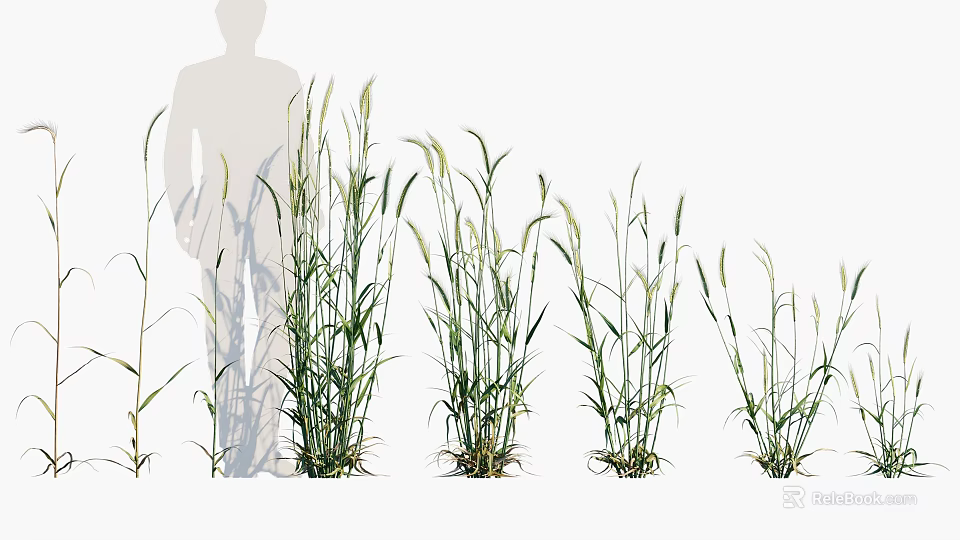 Crops Different Growth Stages Displayed With Human Silhouette Height Comparison 3d model