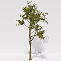 modern tree elm tree arbor plant 3d model