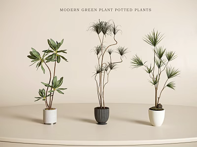 Modern Green Potted Plants with White and Gray Decorative Pots on Minimalist Tabletop 3d model