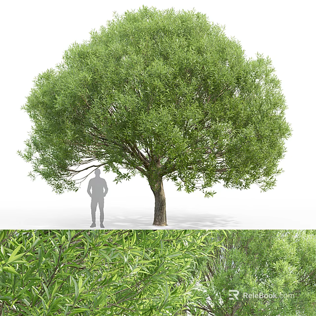 Tall Arbor With Lush Green Foliage And Thick Trunk Near Human Figure 3d model 