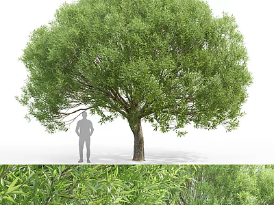 Tall Arbor With Lush Green Foliage And Thick Trunk Near Human Figure 3d model