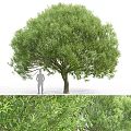 Tall Arbor With Lush Green Foliage And Thick Trunk Near Human Figure
