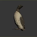 Brown and White Flying Seabird Standing Upright on Dark Background with Natural Plumage