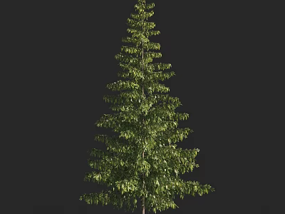 Tall Green Arbor With Lush Foliage And Straight Trunk Isolated On Black 3d model