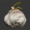 Fresh Garlic Bulb with Green Sprouts on Dark Reflective Background 3d model