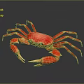 Vibrant Red Crab Aquatic Creature with Detailed Claws on Dark Background