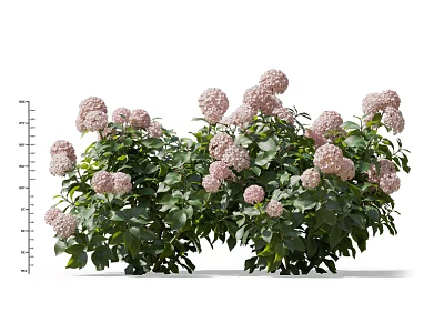 Lush Flowering Shrubs With Pink Blooms And Vibrant Green Foliage For Garden Landscaping 3d model