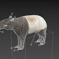 Tapir With Black And White Body Long Snout And Stocky Legs