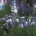 Blooming Purple Wisteria and White Snowdrops in Garden with Green Grass and Shrubs