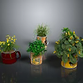 Indoor Decorative Plants with Yellow Flowers Green Foliage in Red Cup Transparent Bucket and Yellow Pot