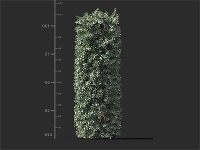 Tall Evergreen Columnar Shrub With Dense Foliage For Garden Landscaping 3d model