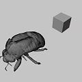 Detailed Vintage Beetle Specimen With Colorful Rubik's Cube On Gray Background